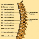 SpinesExcelStackedColumnChart